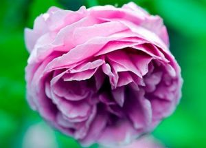 mylusciouslife.com - Gorgeous dark pink rose.jpg